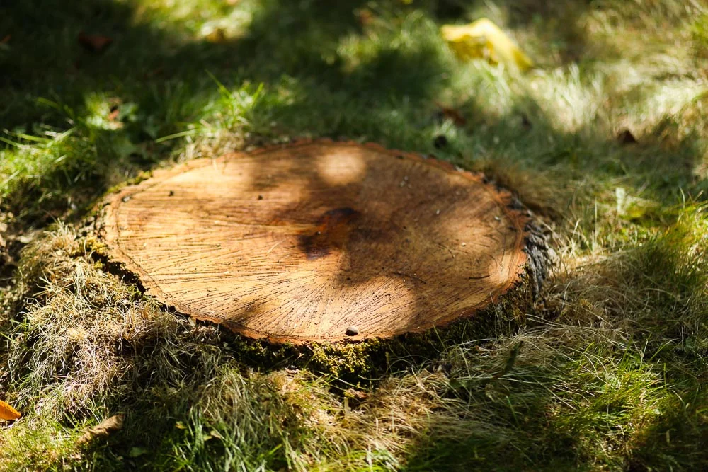 BAC Braun Arbor Care Tree Doctor Tree Maintenance Tree Wizard The Gorge Aboriculture Tree Maintenance Columbia Gorge Hood River Oregon Arbor Tree Surgeon Tree Removal Tree Expert Immense Imagery Website Photos_-96.jpg