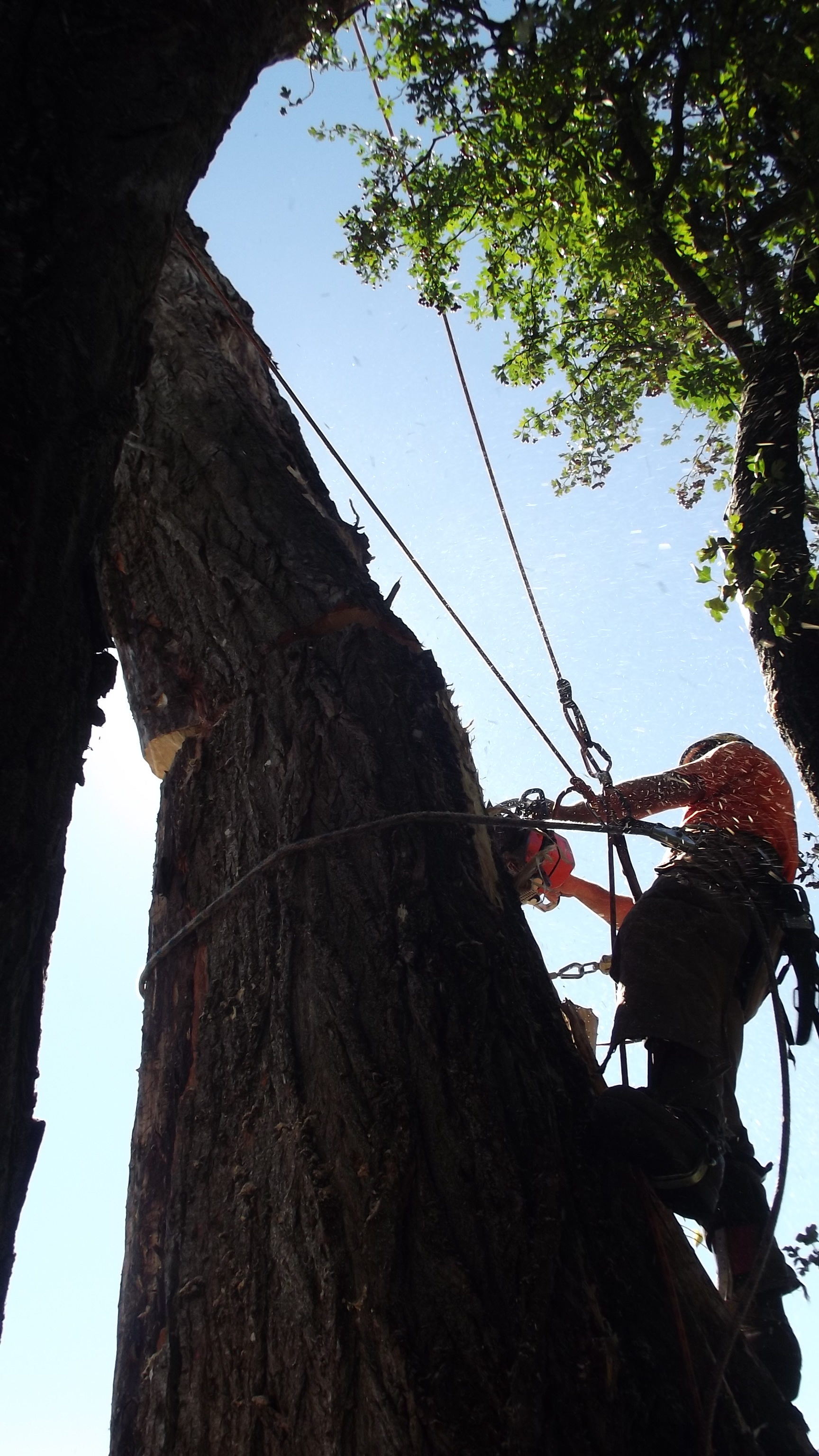 Dying Lombardy Poplar Removal