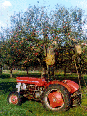 The image here shows apple picking on the estate in the 1960