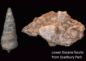 This photograph shows bivalve (probably Corbicula spp.) and gastropod fossils from the Woolwich Beds at Scadbury. The fossils are mostly fragmented and difficult to identify.