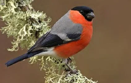 Eurasian Bullfinch (male)