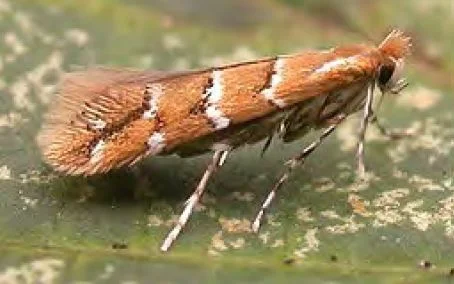 Leaf miner moth