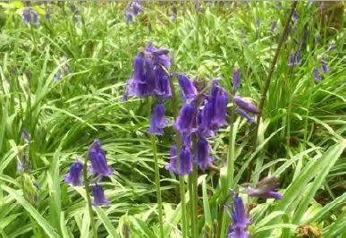 English bluebells