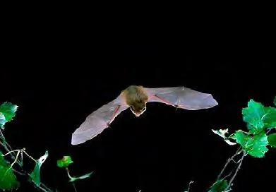Common Pipistrelle Bat (courtesy of the Bat Conservation Trust)