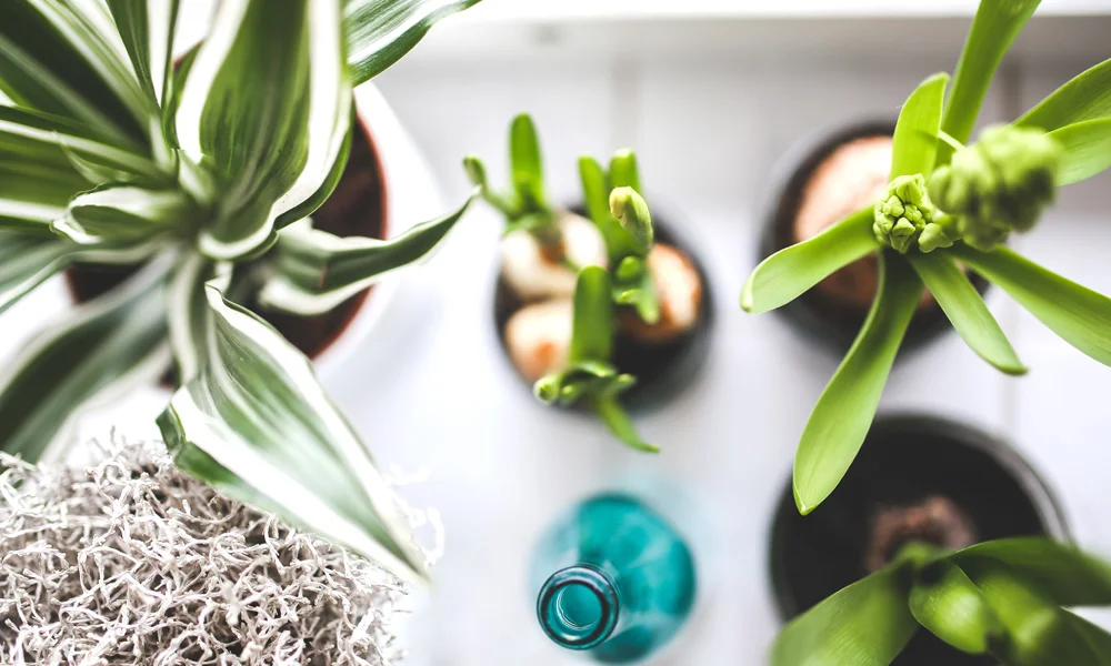 3-plants.jpg