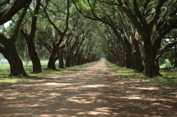 Evergreen Plantation. Photo by Michael McCarthy via Flickr .