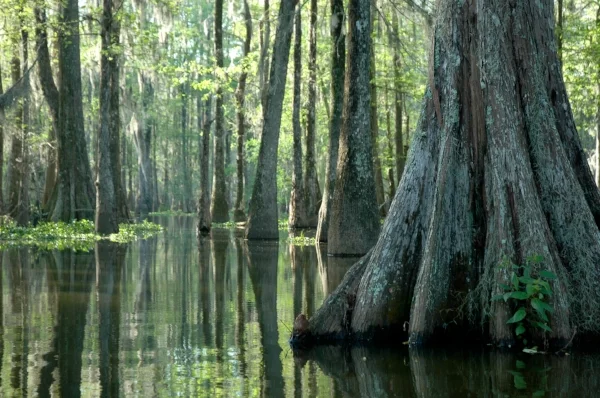 Early morning in the swamp, Lake Martin. Photo by Michael McCarthy via Flickr .