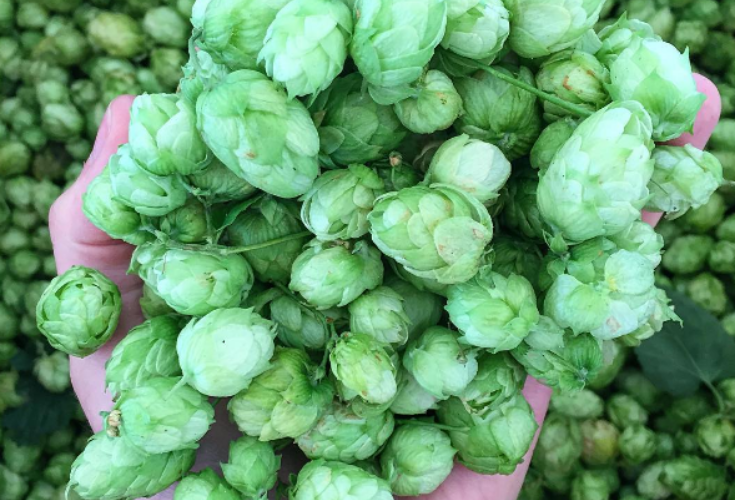 Fresh-Hops-HopHand.png