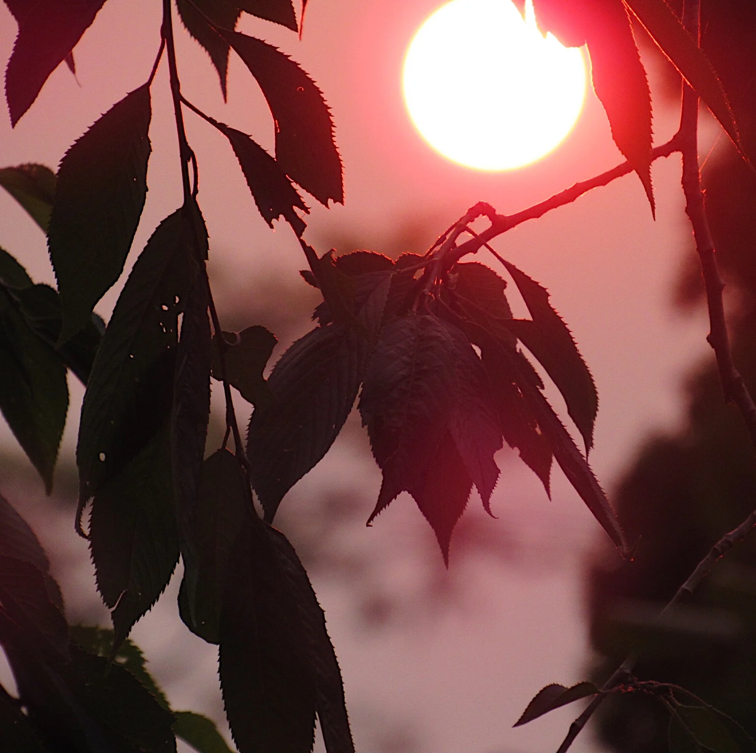 Shit That Makes Me Mad At Human Existence. (AKA Pet Peeves)