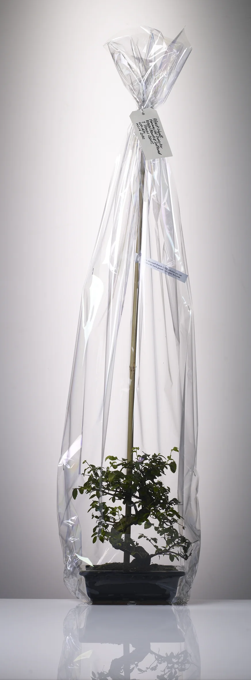 bonsai-full-cellophane.jpg
