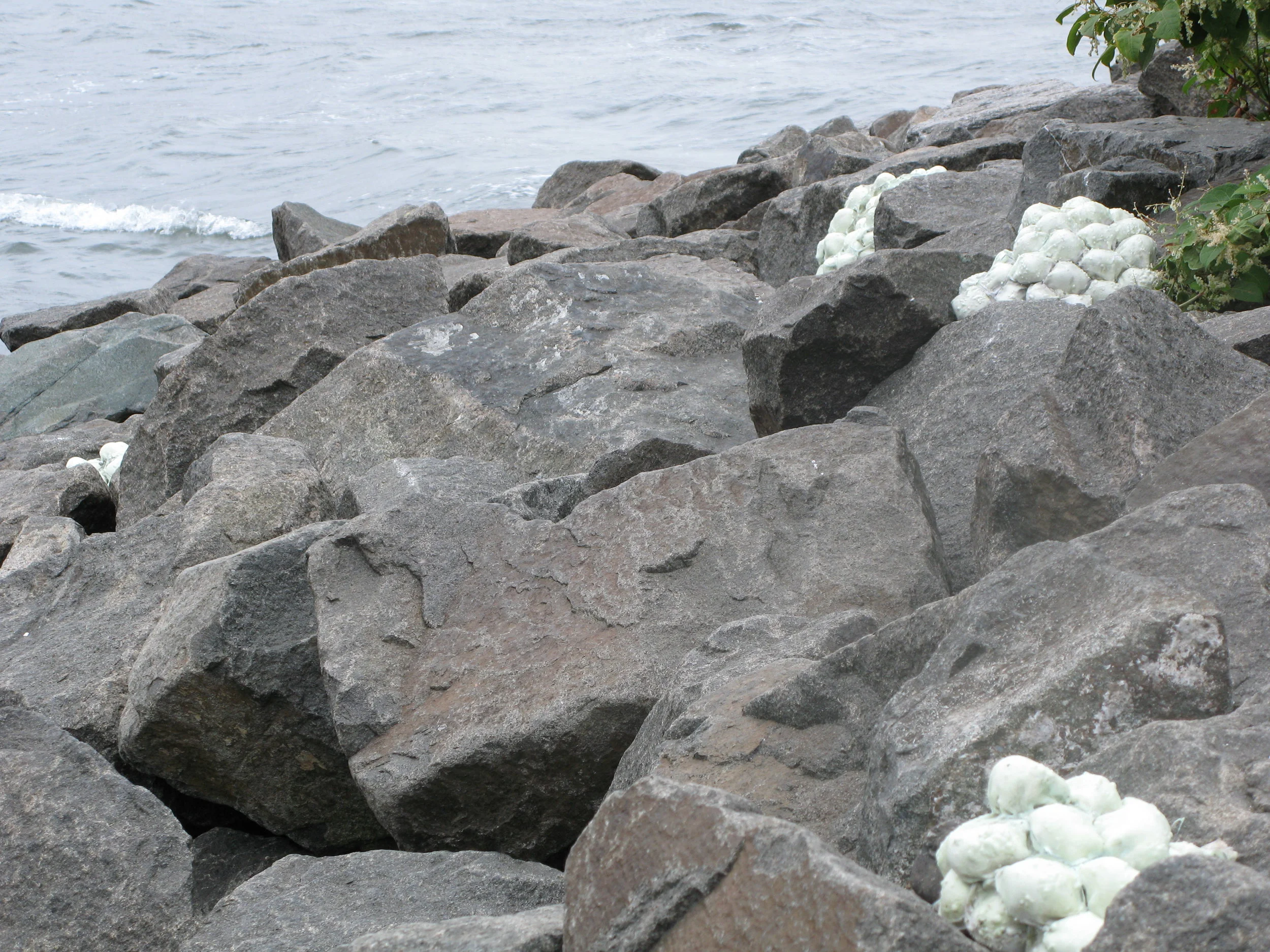 Sporangia beach revisited2.JPG