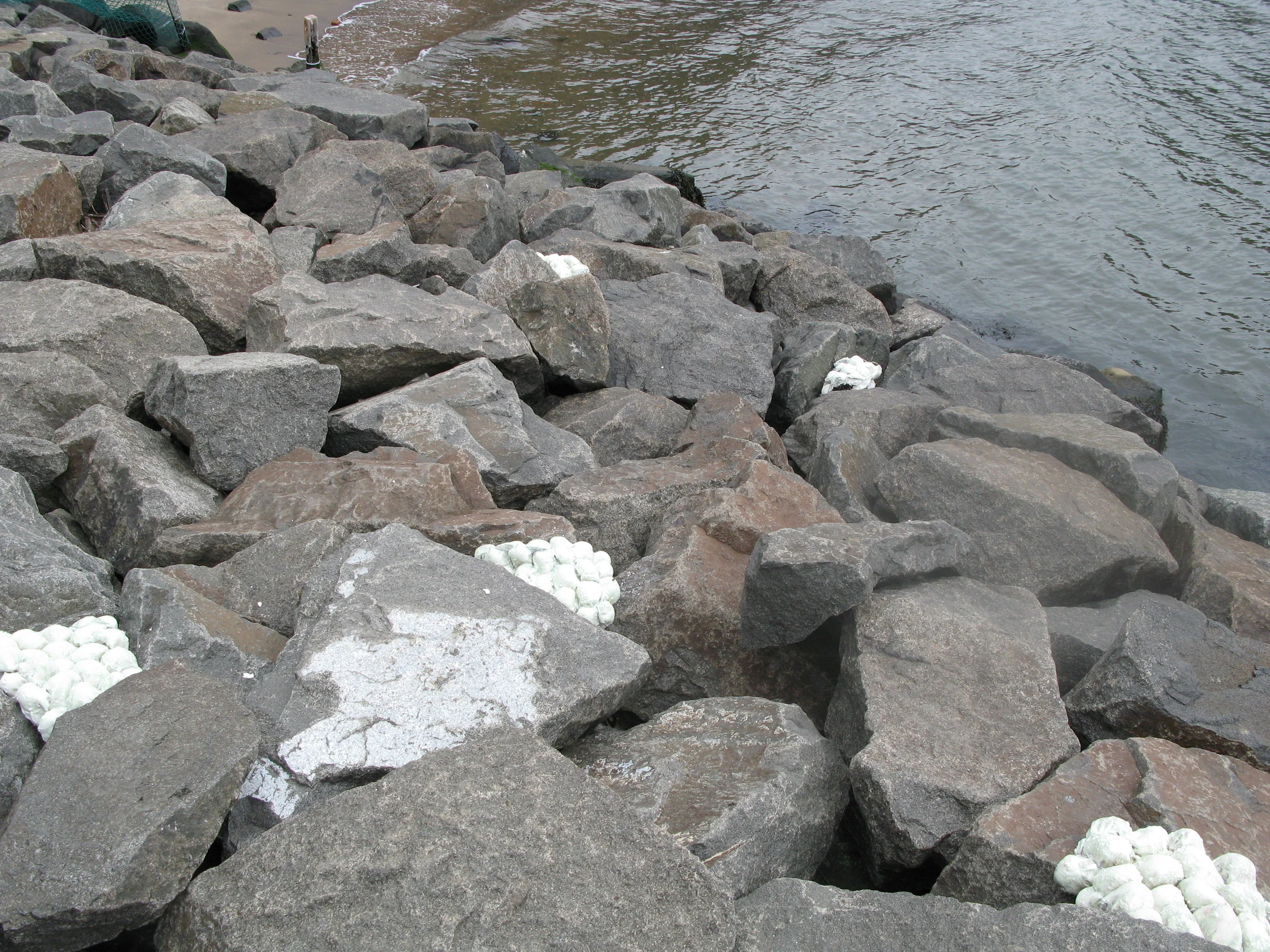 Sporangia beach revisited3.JPG