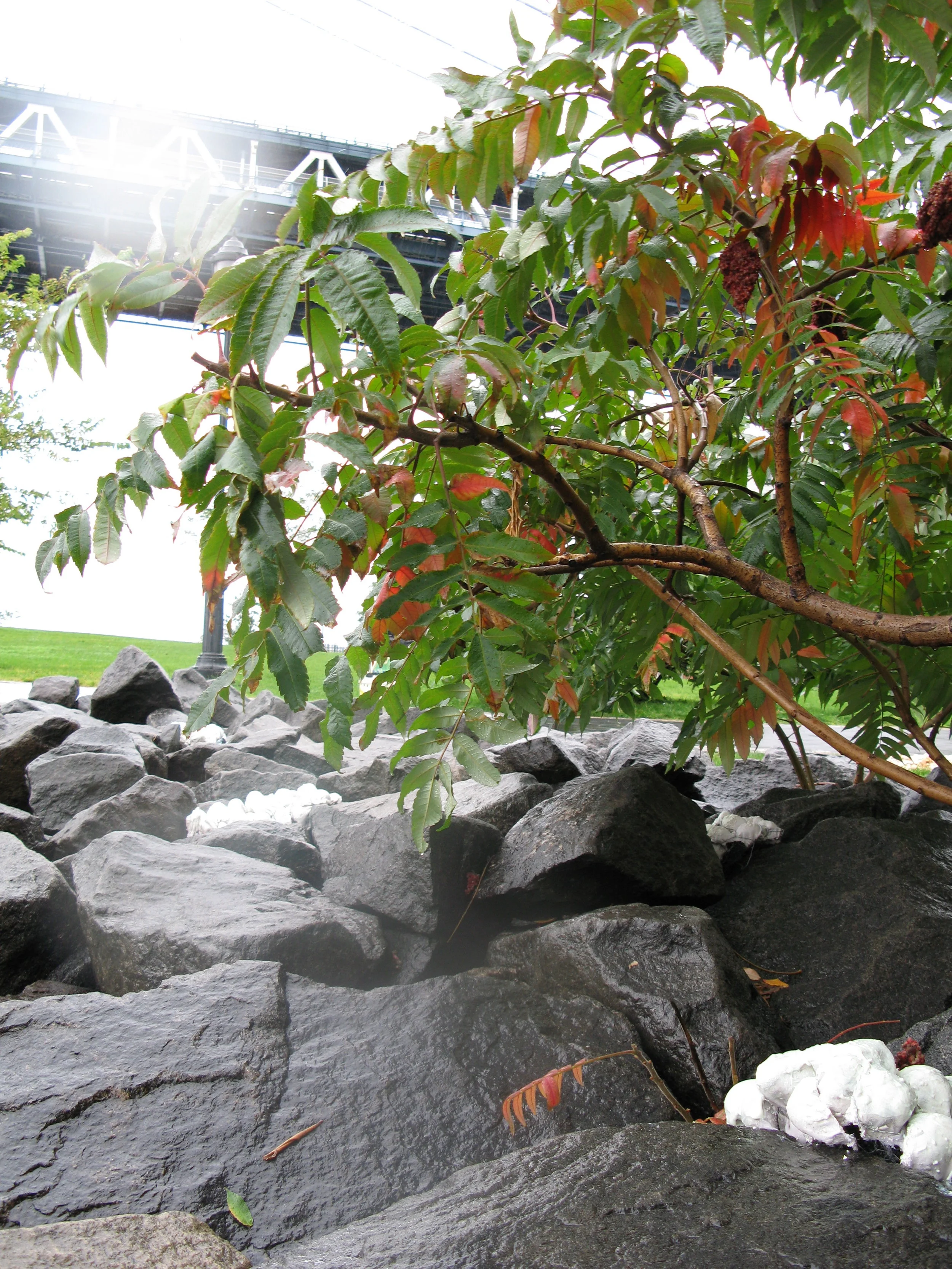 Sporangia beach revisited5.JPG