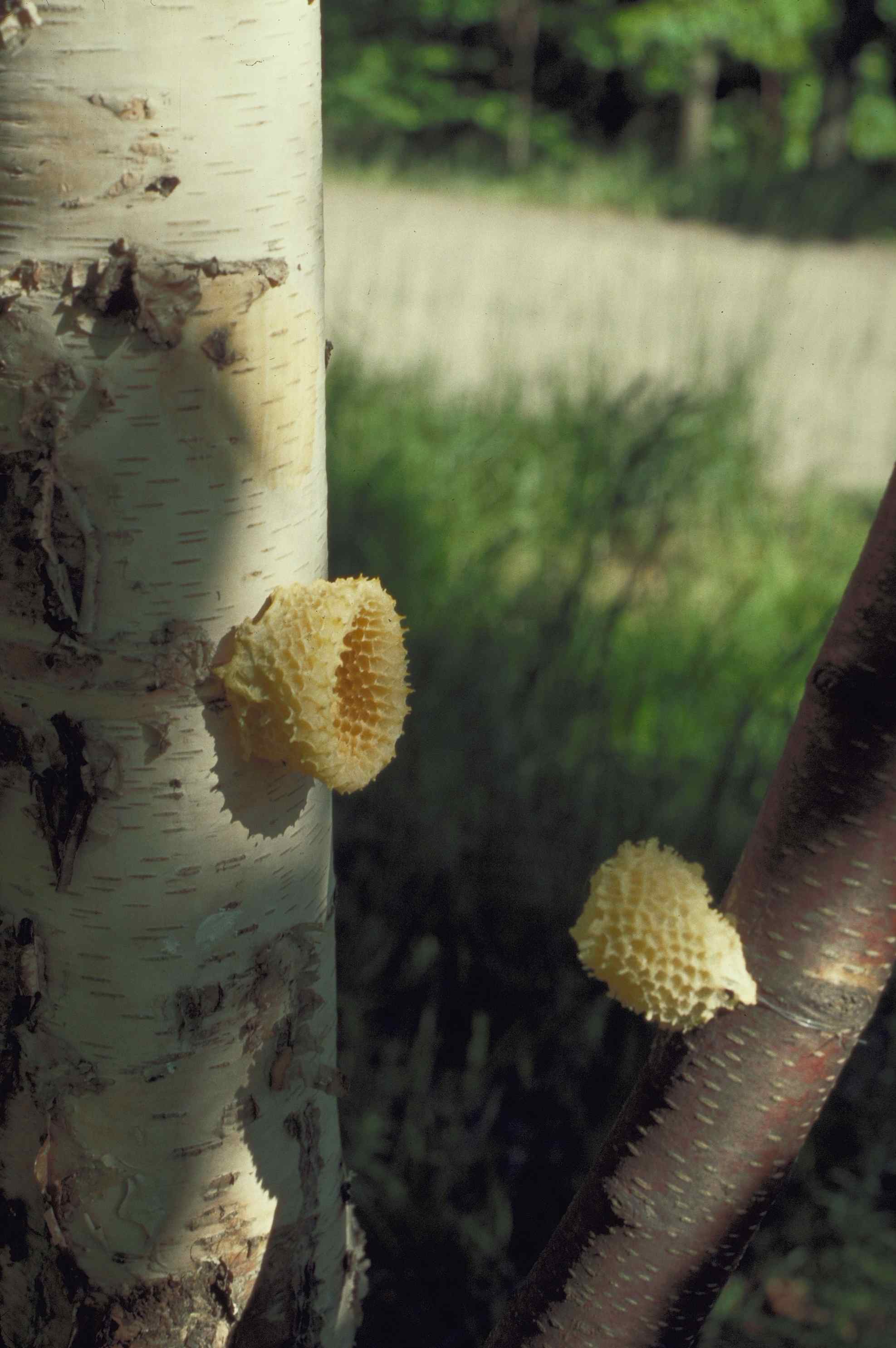 Sporangia Alley- installation (detail) dimensions vary  latex on white birches.jpg
