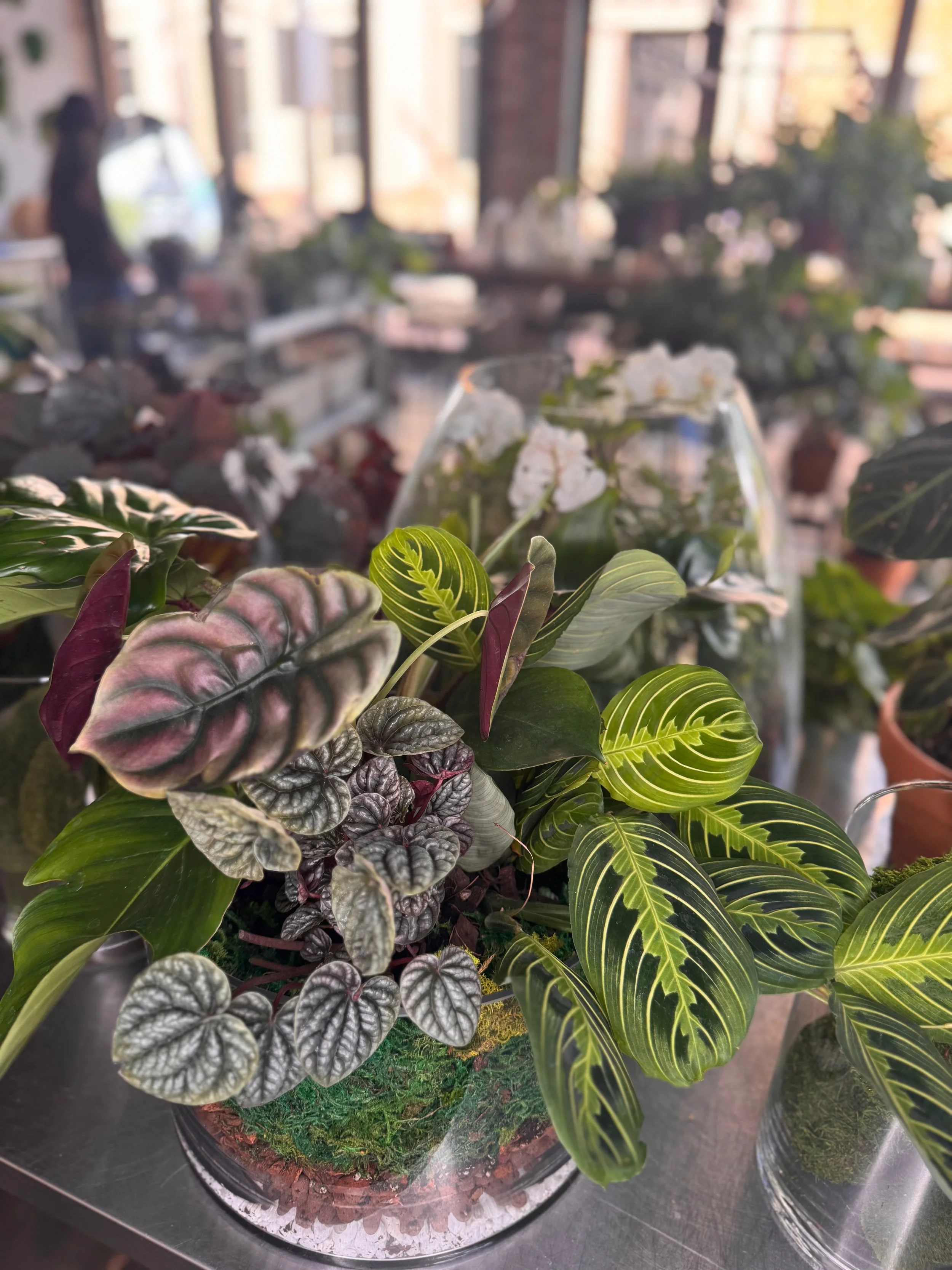 MidCentury Dish Gardens