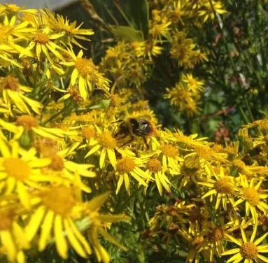 Bee in our garden.jpg
