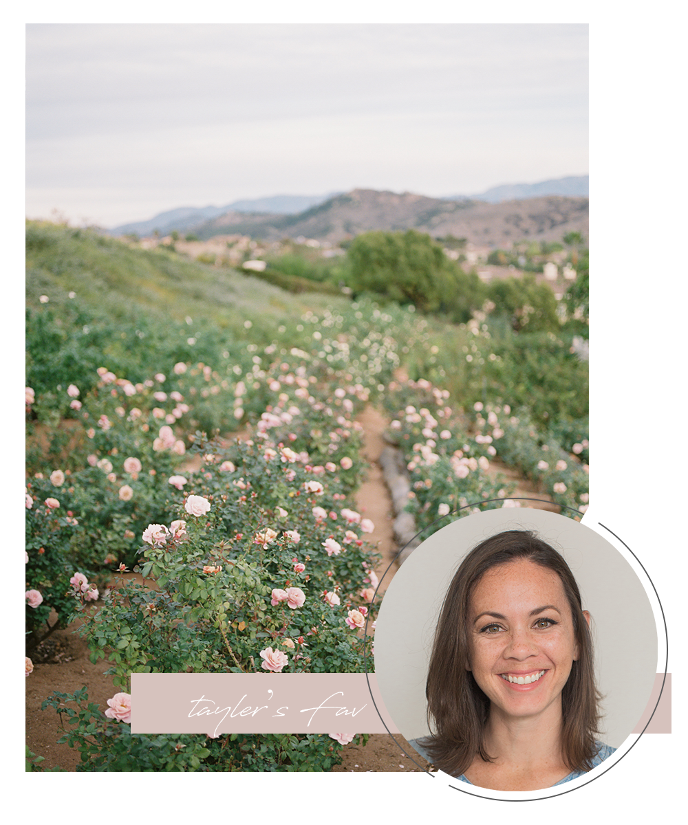 sourced-co-rose-stock-photos-tayler-fav.png