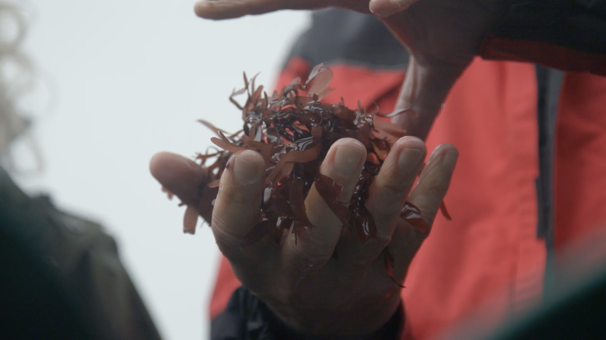 Cascadia Seaweed Days Mini Doc