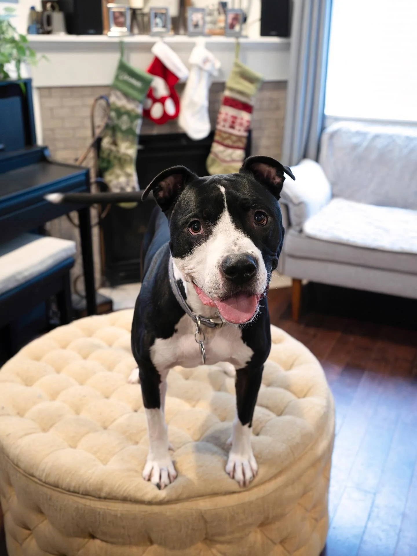 My name is&nbsp;Reuben&nbsp;and I&rsquo;m a&nbsp;65lb,&nbsp;5 year old Pit Bull-American Staffordshire-Boxer rescue.

My nicknames are:&nbsp;Rooby-Dooby-Doo,&nbsp;Reuben&nbsp;the Bruce destroyer of beds, Doux, and Doobin.

#forgottendogsrescue