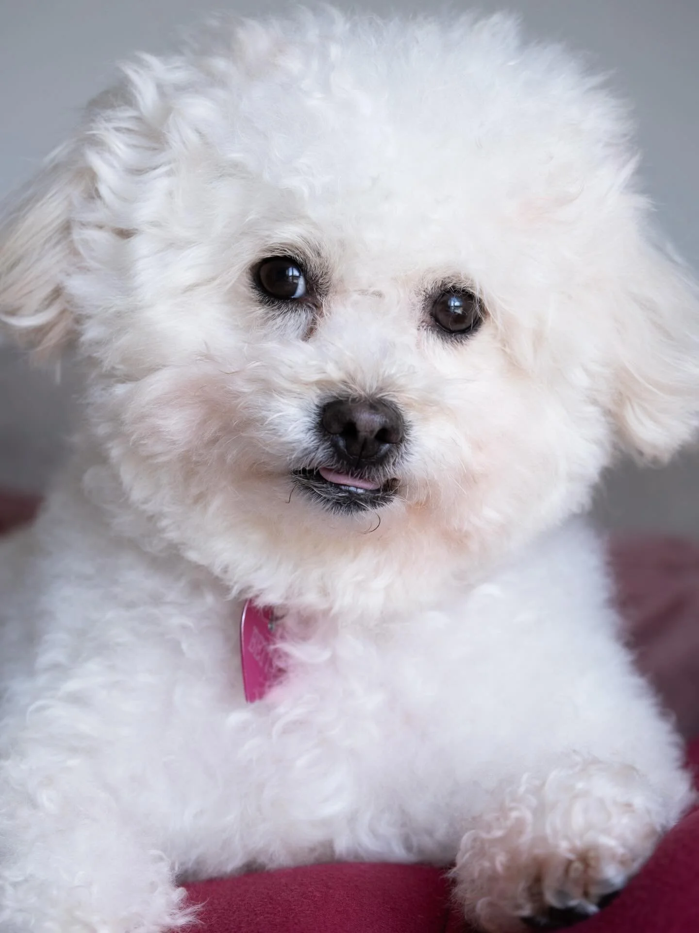 My name is Betty, and I&rsquo;m a 13 lb, 7-year old mini Poodle.