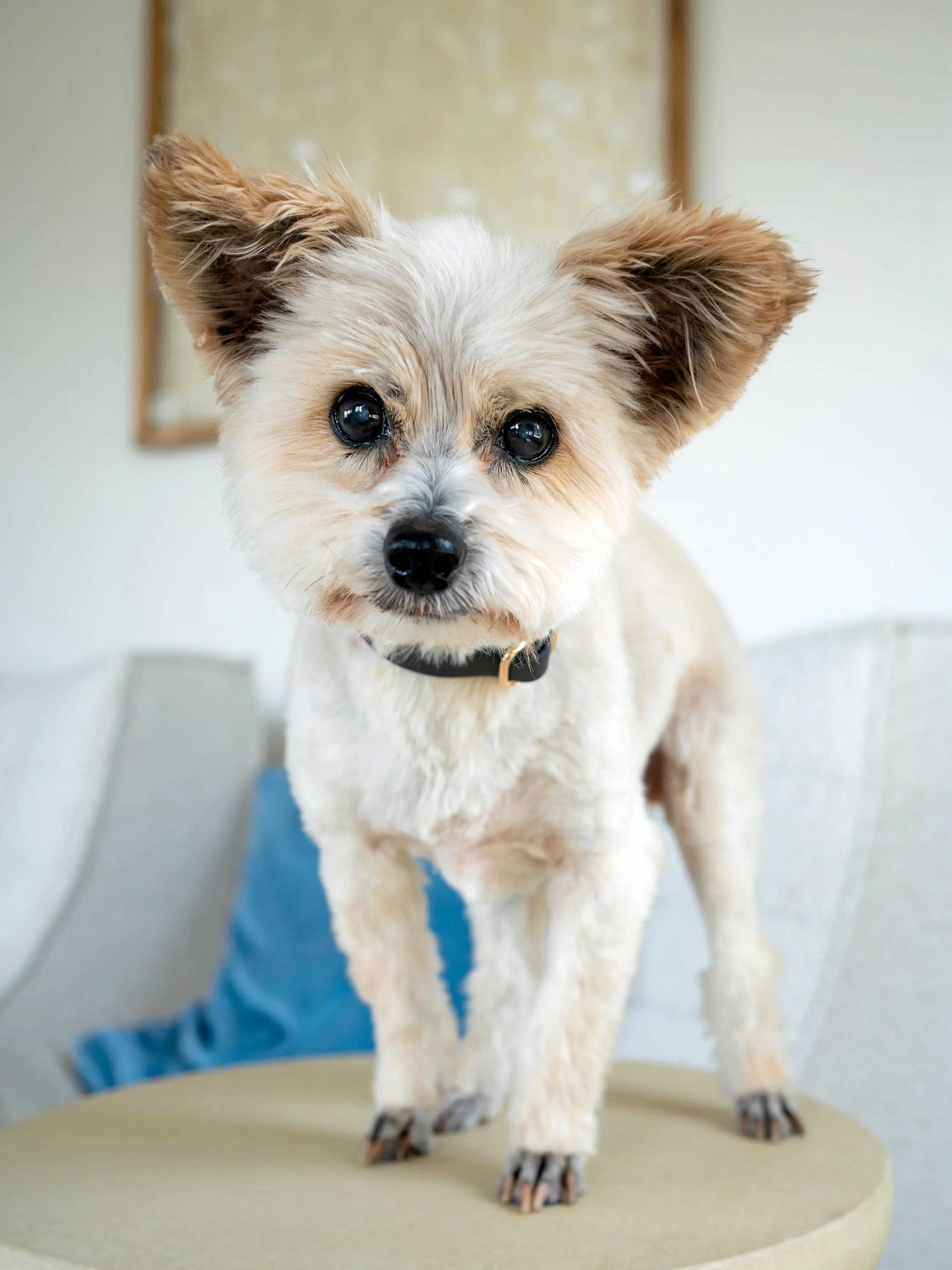 My name is Grady and I&rsquo;m a 16-year-old Chihuahua mix. My nicknames are Pubsy, Pubs Pubs, Buddy, da boy. 
#seattledogs #chihuahuamix #seattlepetportraits