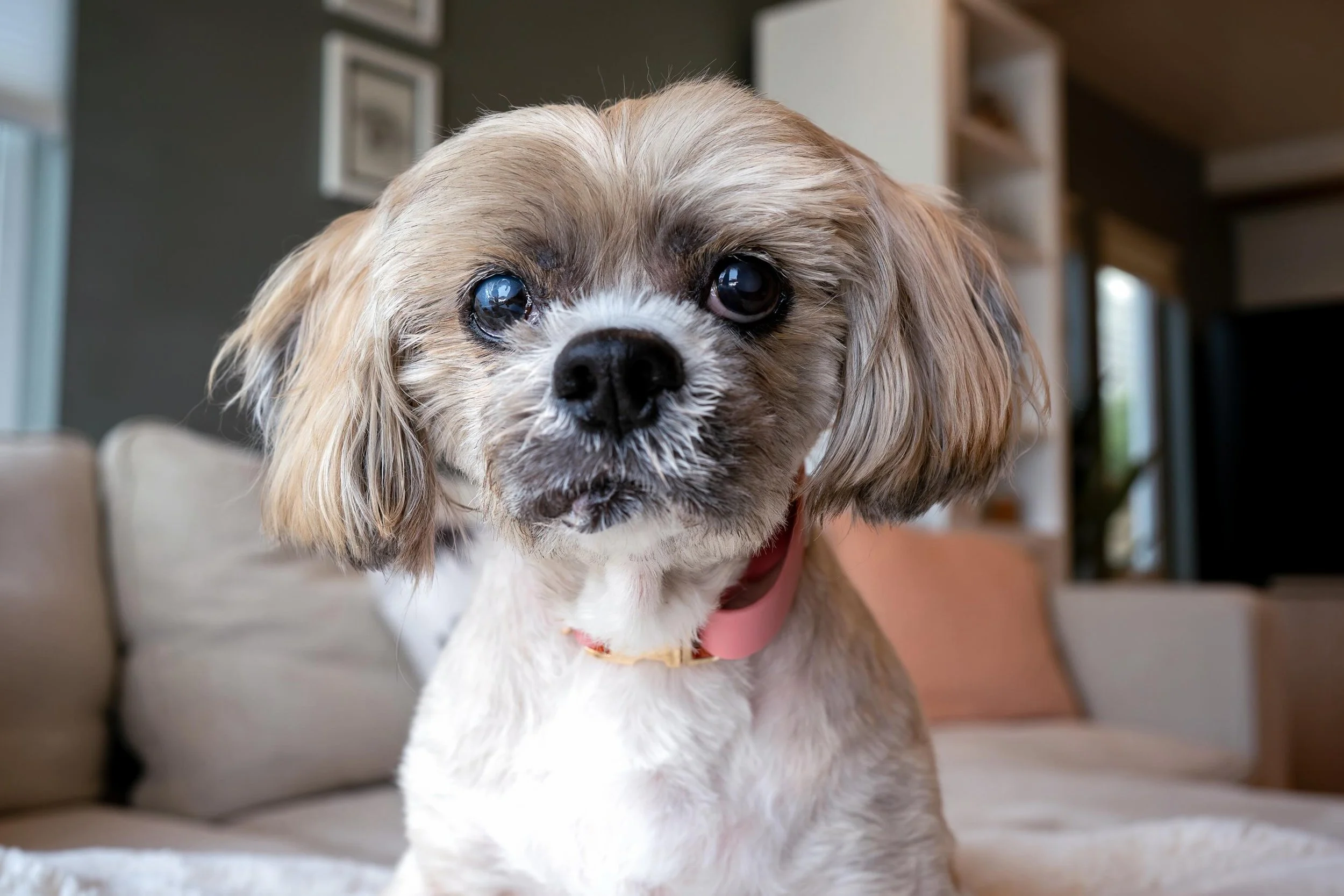 My name is Muffin and I&rsquo;m a 15-year-old Lhasa Apso. My nicknames are mama, Prin, Prinny, da baby grr, baby pear. #lhasaapso #smalldogsrule #seattledogphotographer