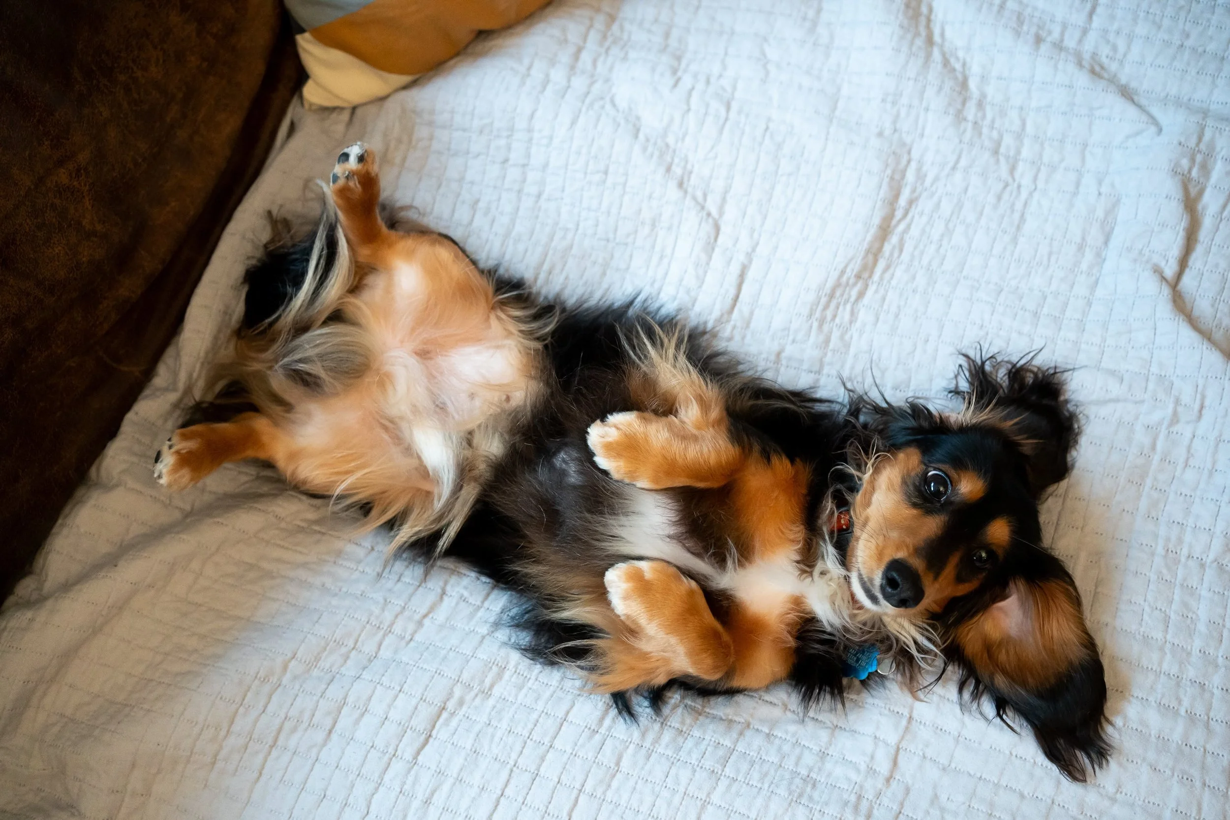 My name is Kermit and I&rsquo;m a 12 lb 1.5 year-old miniature long-haired Dachshund. My nicknames are Kerm, Kermie, Sir, Chaos Demon, Butthole.