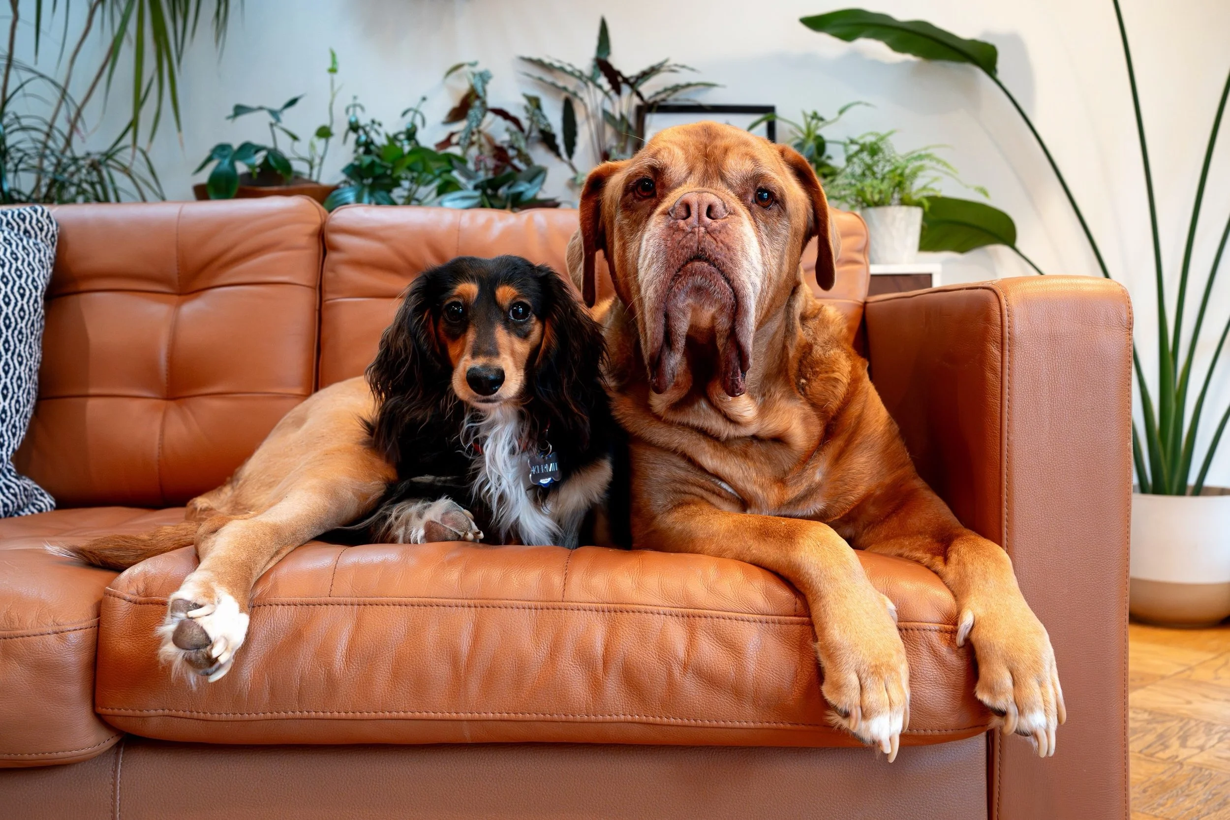 My (Kermit on the left) quirky traits or tricks are: Barking! Pulling out every single stuffy I own from the bin and immediately losing interest in all of them. I also love throwing my bone around the family room and batting an ice cube around. My fu