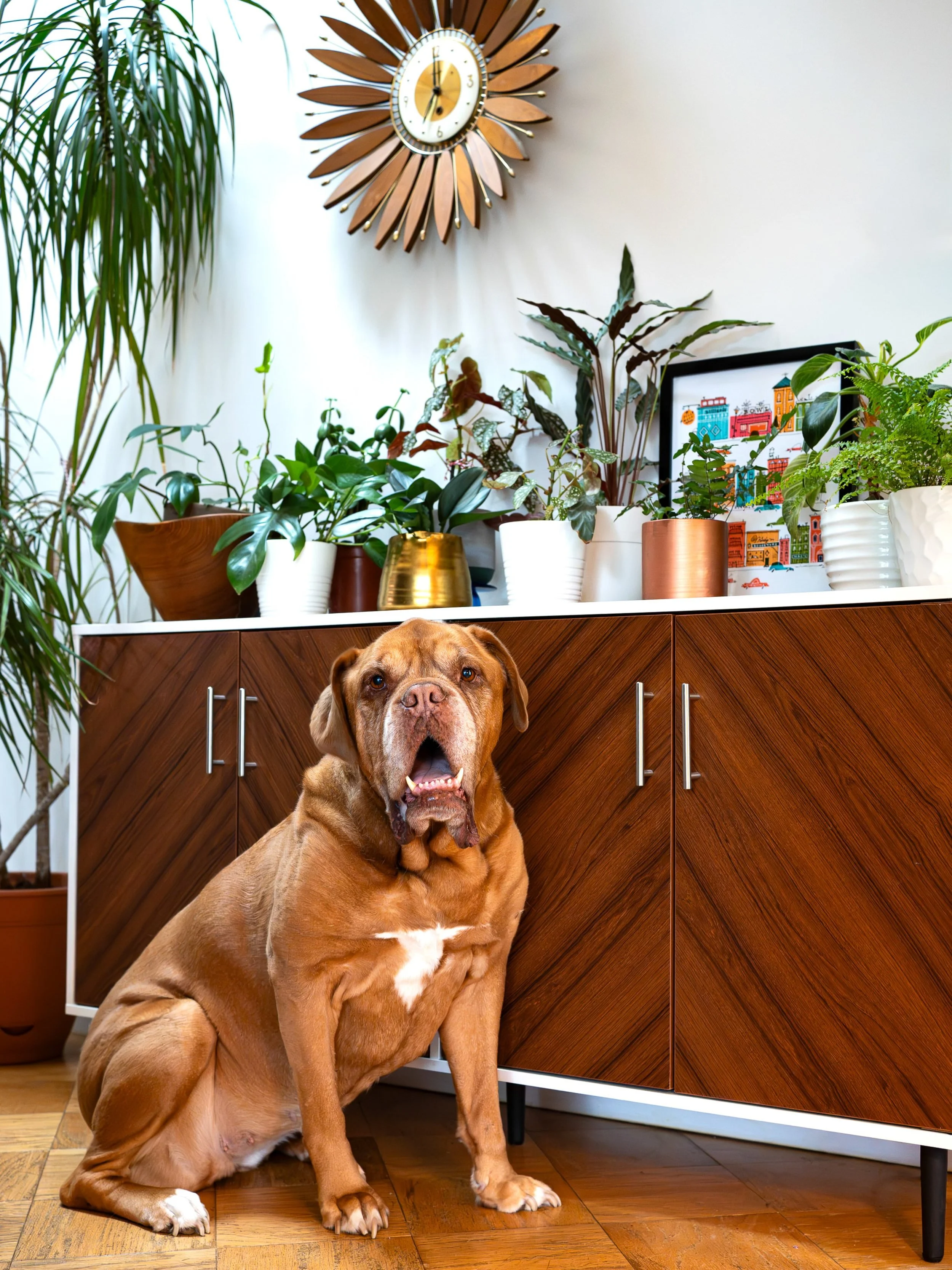 My name is Maggie and I&rsquo;m a 120 lb 9-year old Dogue de Bordeaux (French Mastiff). My nicknames are Mags, Maggie May, Girlfriend, Sister, Bebe.