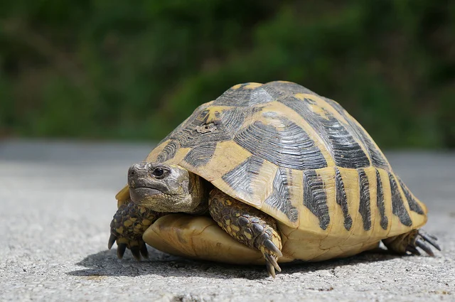 Pokey Q1 Growth is History