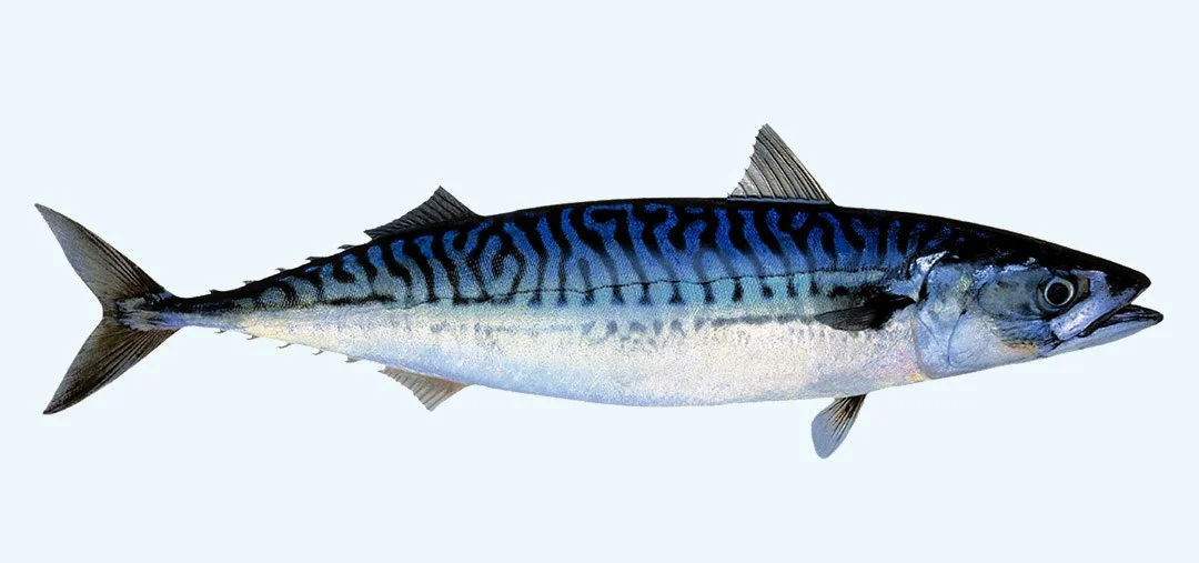 mackaarel.jpg