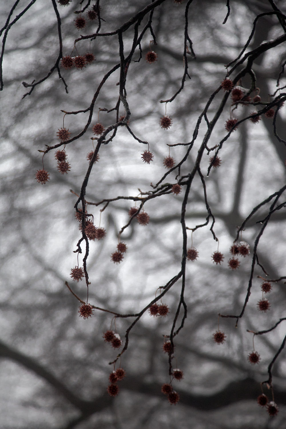 sweetgum in winter.jpg