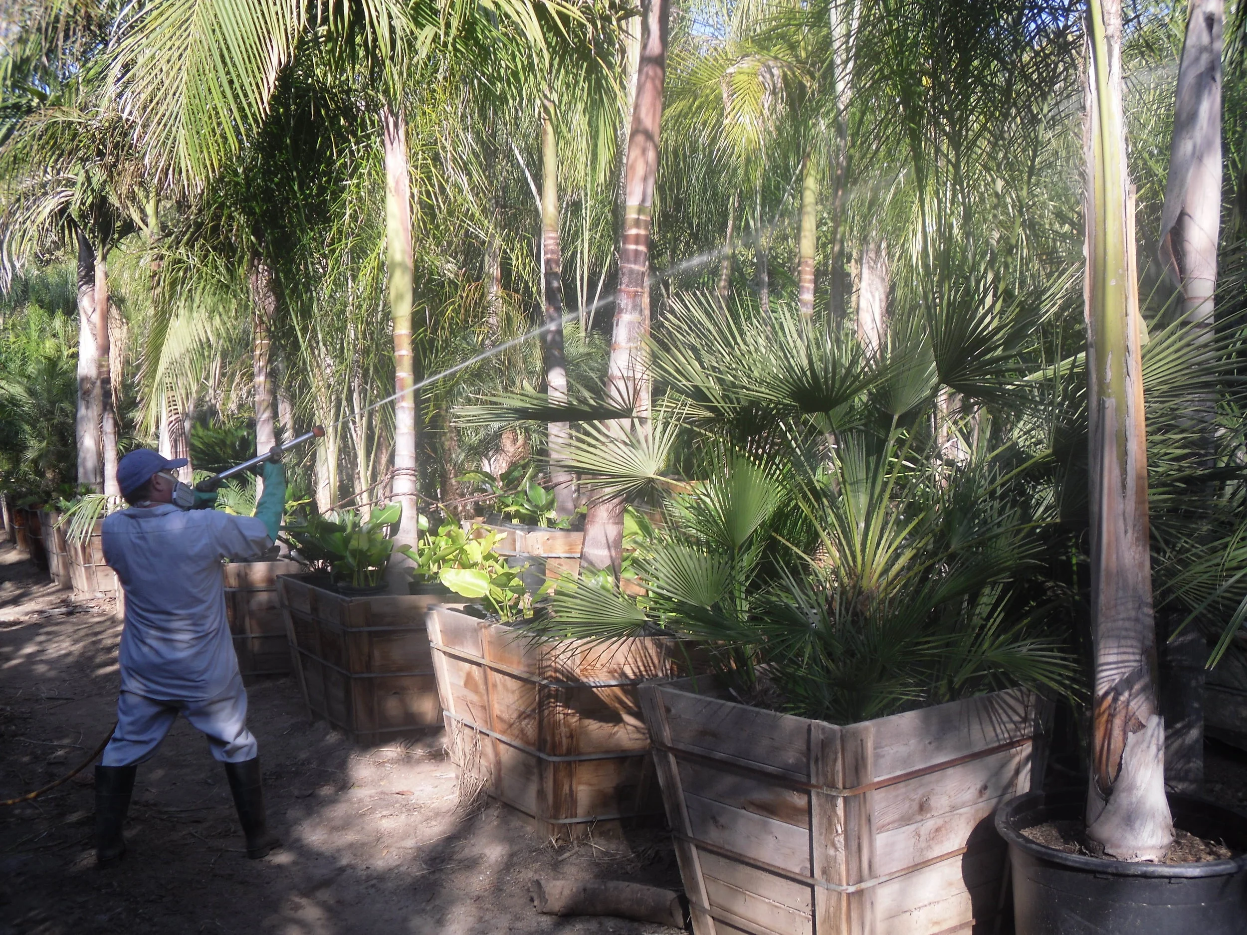 Tree nurseries.