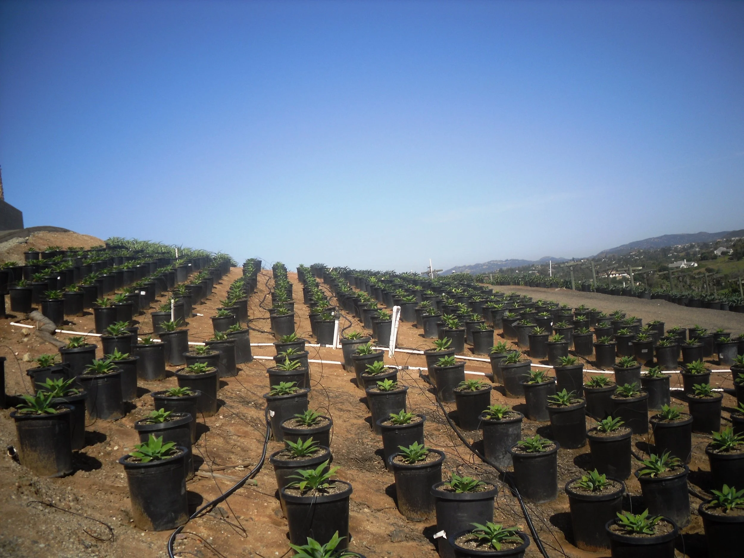 Growing grounds.