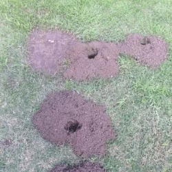 Gopher Damage