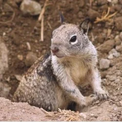 squirrel welcome.jpg