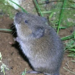 vole 1.jpg