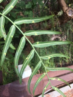 Pepper Tree Psyllids