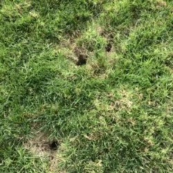 Vole Damage to Lawn