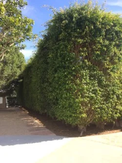 Privacy Hedge