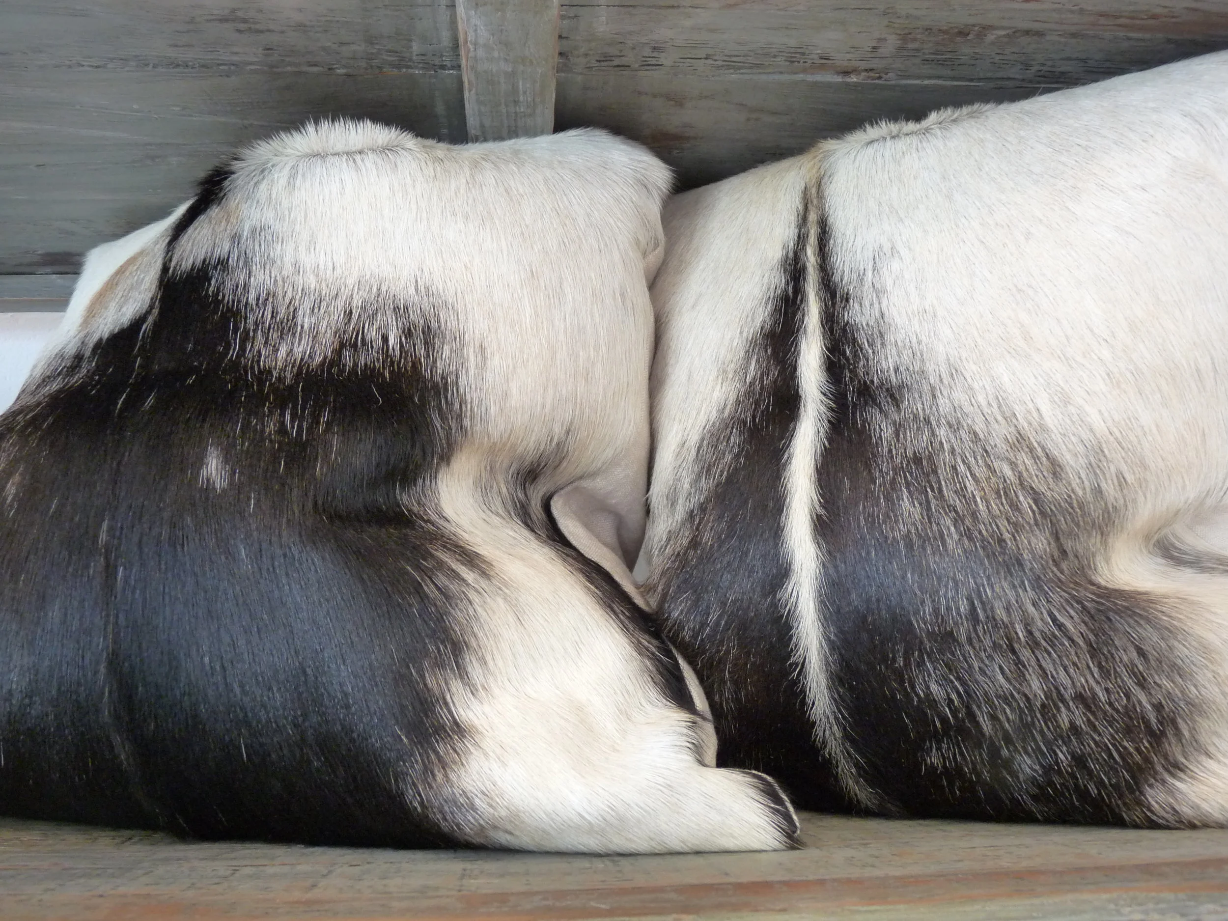 22'' Goat Hide Pillows