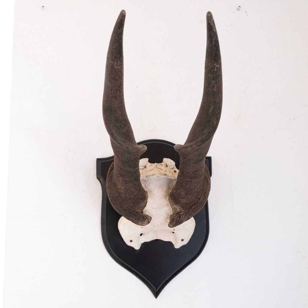 Mounted Antlers