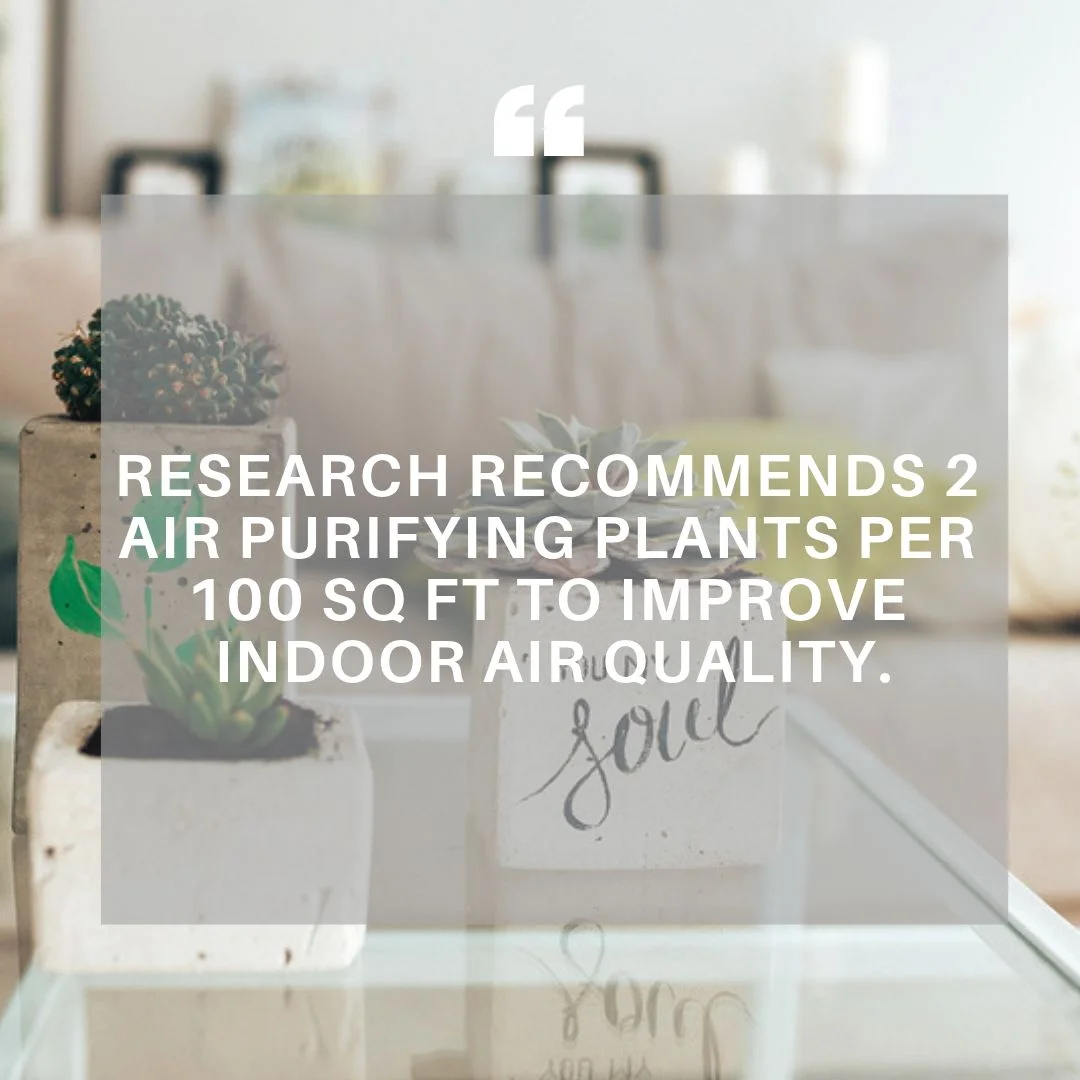 Indoor Air Plants.jpg