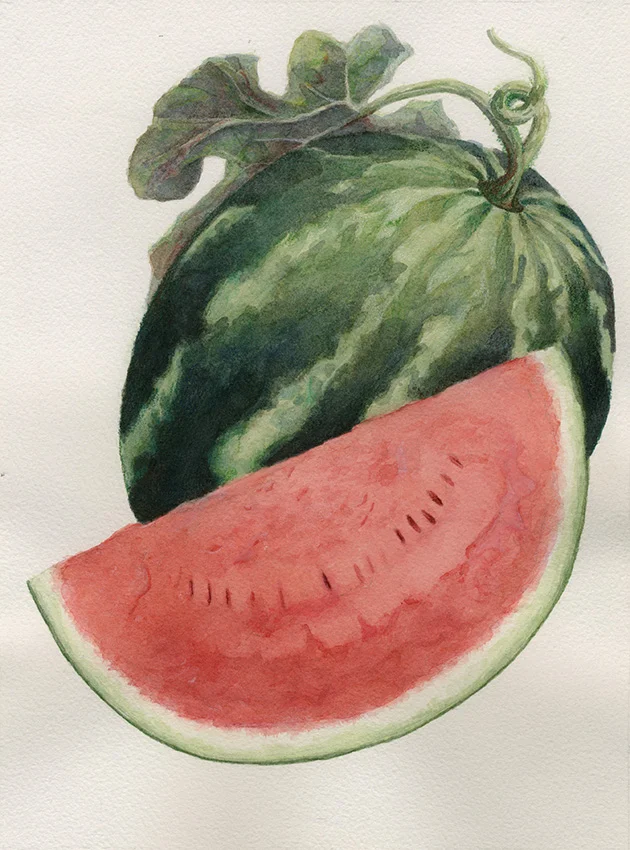 Watermelon