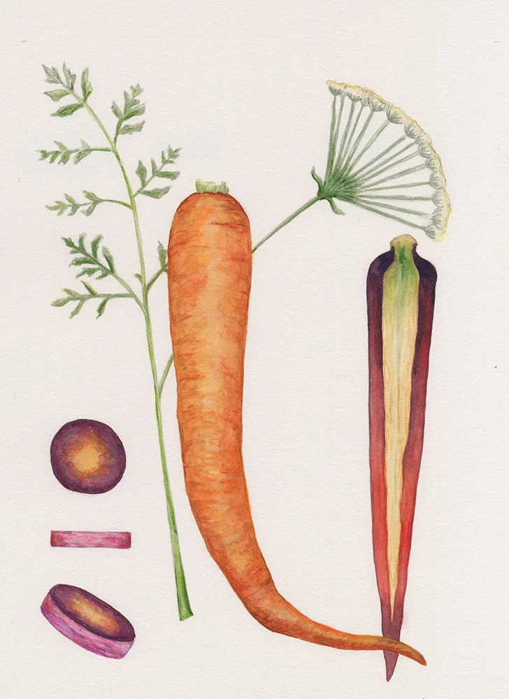 Carrot