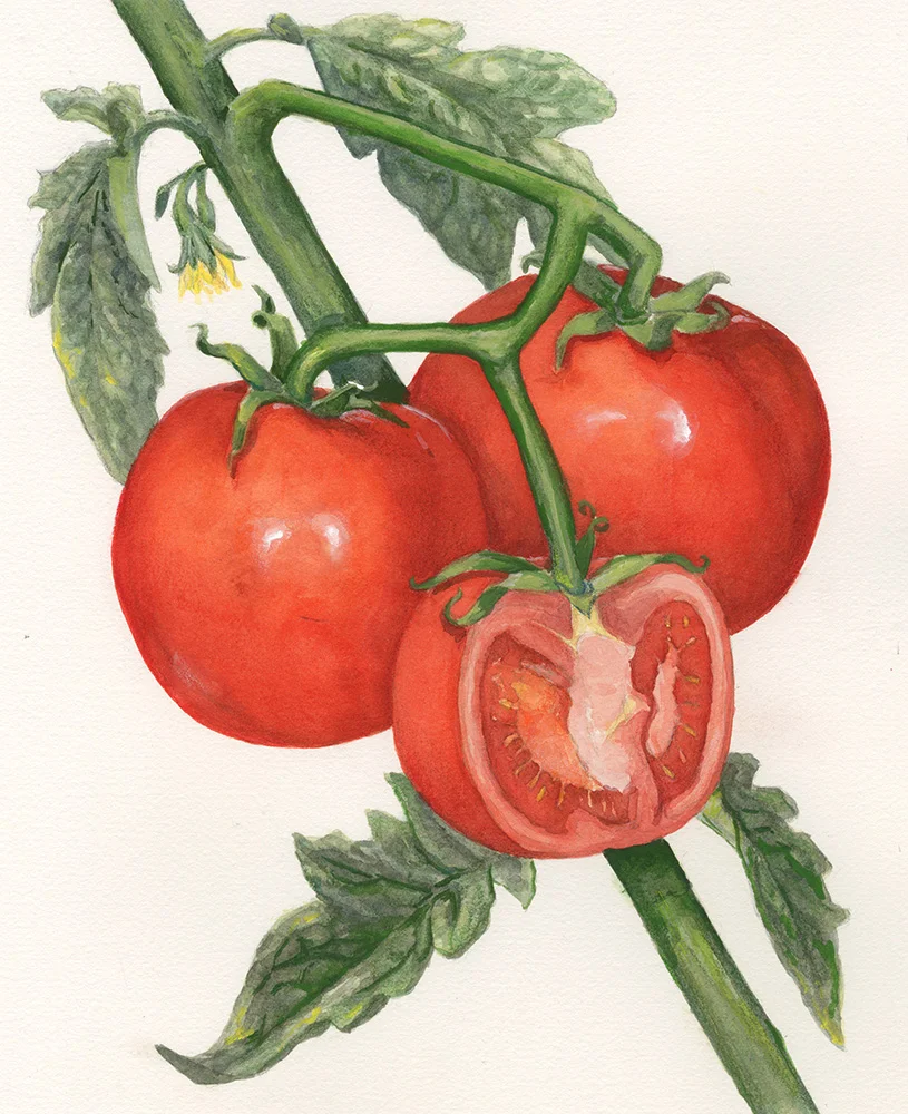 Tomato