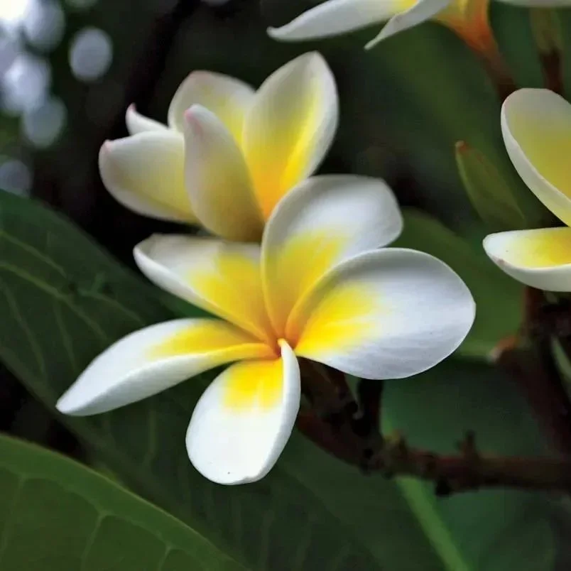 FRANGIPANI ESSENTIAL OIL