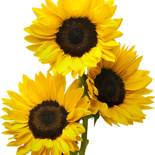 SUNFLOWER OIL