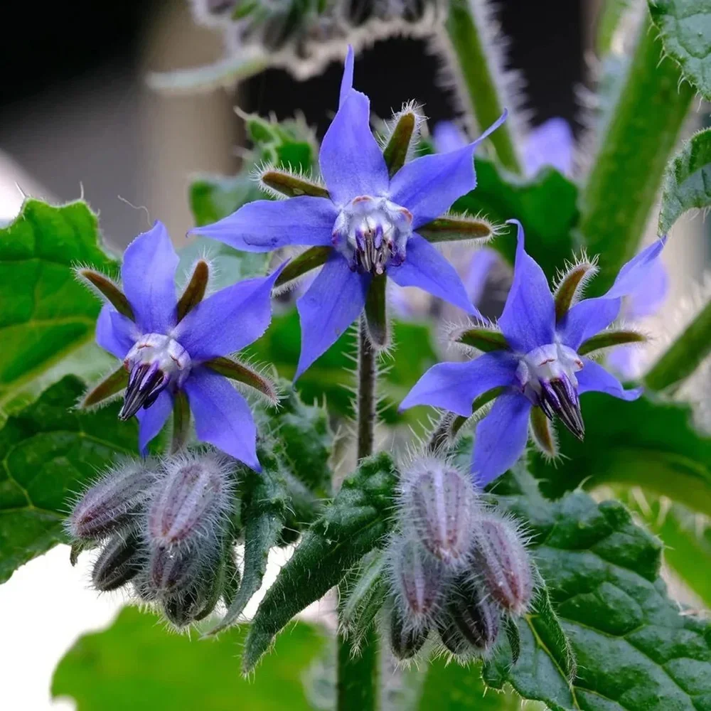 borage.webp