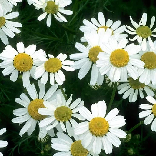 chamomile.webp